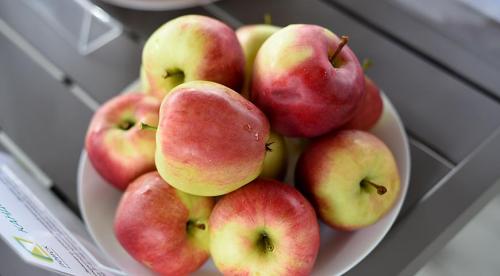 Сорта яблонь и груш устойчивых к парше. Летние сорта яблони 04