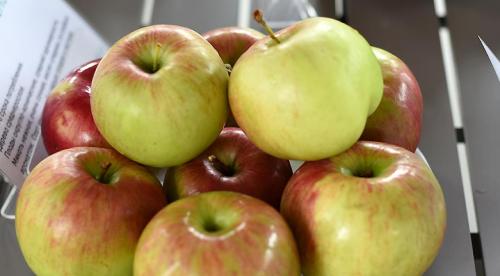 Сорта яблонь и груш устойчивых к парше. Летние сорта яблони 06