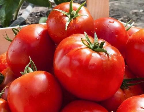Томаты устойчивые к фитофторе. Сорта томатов устойчивые к фитофторе: топ-20