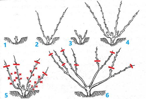 Обрезка винограда осенью 3 год. Обрезка винограда осенью для начинающих в картинках