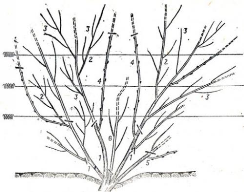 Обрезка винограда осенью 3 год. Обрезка винограда осенью для начинающих в картинках