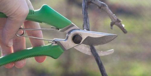 Обрезка винограда осенью 3 год. Обрезка винограда осенью для начинающих в картинках