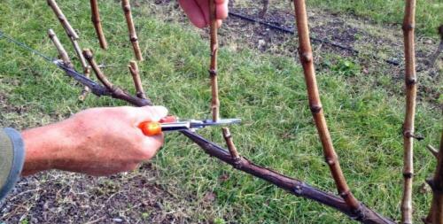 Обрезка винограда осенью 3 год. Обрезка винограда осенью для начинающих в картинках