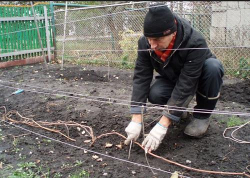 Обрезка взрослого винограда осенью. Осенняя обрезка виноградного куста: инструкция для новичков