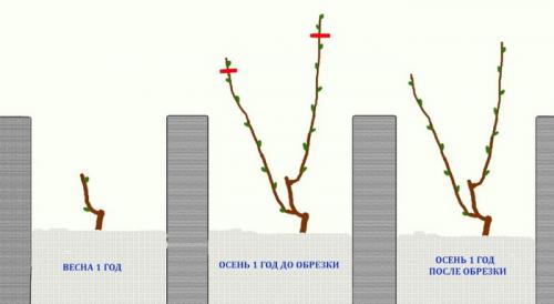 Обрезка взрослого винограда осенью. Осенняя обрезка виноградного куста: инструкция для новичков