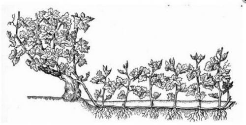 Могут ли молодые лозы лучше приживаться после пересадки, чем взрослые. Способы пересадки взрослых кустов винограда разного возраста