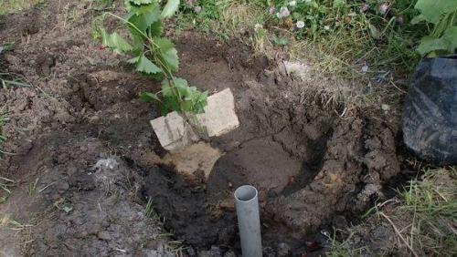 Почему летняя пересадка винограда считается сложной. Сроки и инструкция, как пересадить виноград на новое место летом