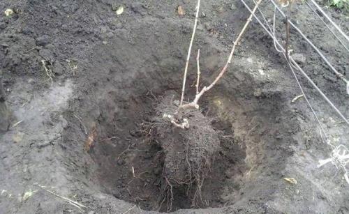 Почему летняя пересадка винограда считается сложной. Сроки и инструкция, как пересадить виноград на новое место летом