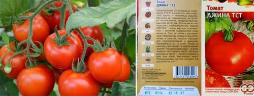 Томаты низкорослые без пасынкования для теплиц. Лучшие сорта томатов, не требующих пасынкования