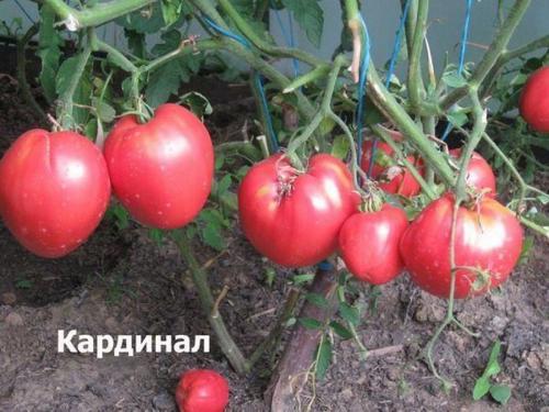 Устойчивые к фитофторе сорта томатов. Сорта помидоров, устойчивых к фитофторозу для теплицы