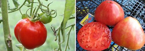 Томаты низкорослые без пасынкования для теплиц. Лучшие сорта томатов, не требующих пасынкования