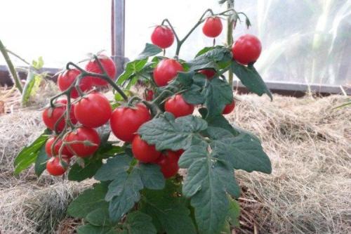 Розовые сорта помидор для теплиц низкорослые. Низкорослые томаты: лучшие сорта с фото и названиями (каталог)