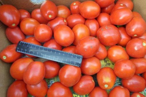 Розовые сорта помидор для теплиц низкорослые. Низкорослые томаты: лучшие сорта с фото и названиями (каталог)