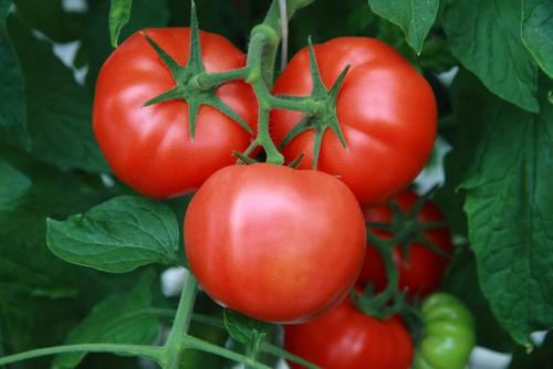 Устойчивые к фитофторе сорта томатов. Сорта помидоров, устойчивых к фитофторозу для теплицы