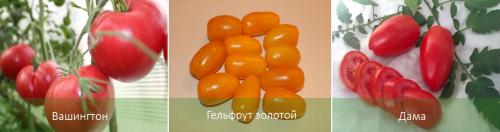 Томаты низкорослые без пасынкования для теплиц. Лучшие сорта томатов, не требующих пасынкования