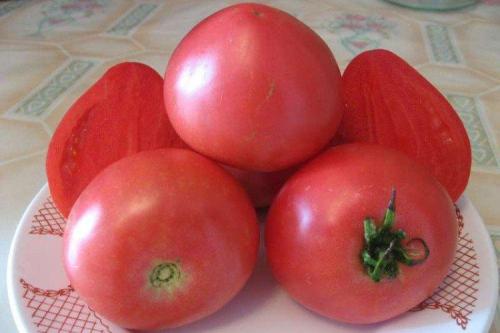 Розовые сорта помидор для теплиц низкорослые. Низкорослые томаты: лучшие сорта с фото и названиями (каталог)