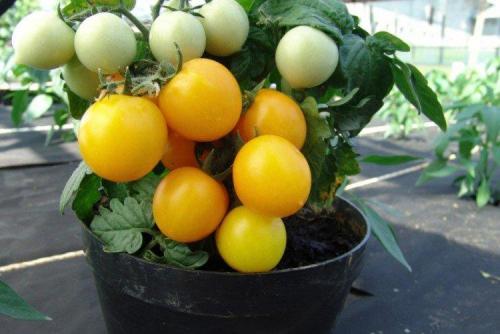 Розовые сорта помидор для теплиц низкорослые. Низкорослые томаты: лучшие сорта с фото и названиями (каталог)