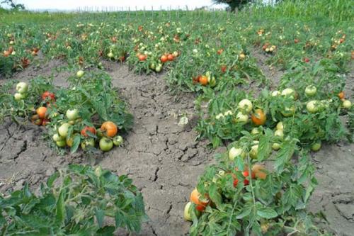 Детерминантные сорта томатов для теплиц. Что такое детерминантные томаты: их особенности, преимущества и недостатки