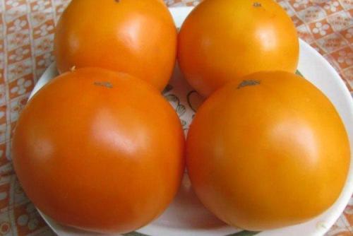 Ультраранние сорта низкорослых томатов. Низкорослые томаты: лучшие сорта с фото и названиями (каталог)