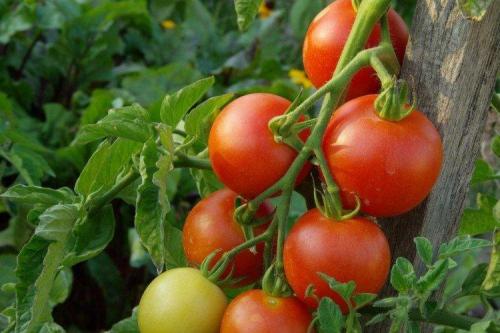 20 лучших сортов томатов. Лучшие сорта томатов для открытого грунта: фото, названия и описания (каталог)