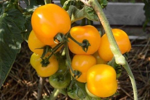 Ультраранние сорта низкорослых томатов. Низкорослые томаты: лучшие сорта с фото и названиями (каталог)