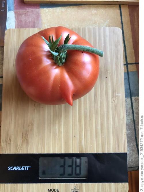 Лучшие сорта томатов 2021 форум. Мои фавориты томатного сезона-2021