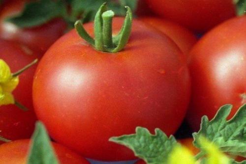 20 лучших сортов томатов. Лучшие сорта томатов для открытого грунта: фото, названия и описания (каталог)