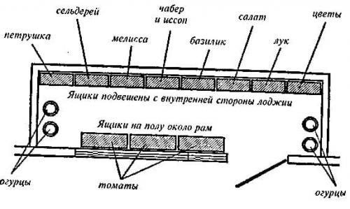 Крупные помидоры для теплицы. Особенности крупноплодных томатов
