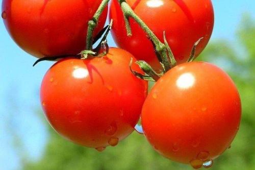 Ультраранние сорта низкорослых томатов. Низкорослые томаты: лучшие сорта с фото и названиями (каталог)