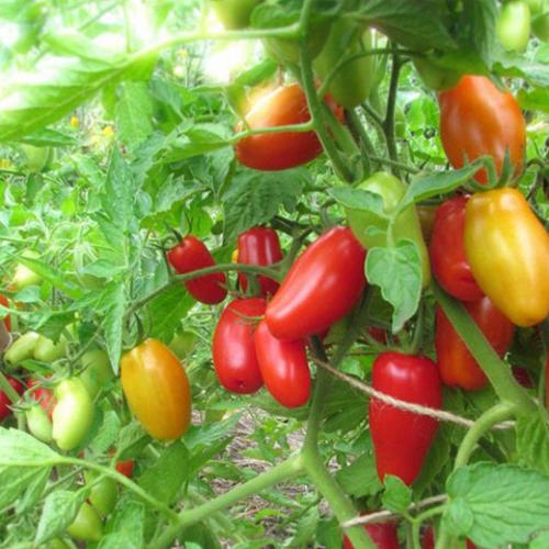 7 сортов томатов для теплицы. Академик Сахаров 20