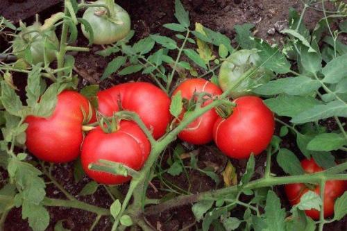 Ультраранние сорта низкорослых томатов. Низкорослые томаты: лучшие сорта с фото и названиями (каталог)