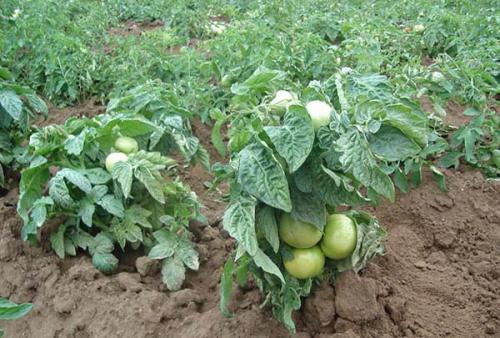 Детерминантные сорта томатов для теплиц. Что такое детерминантные томаты: их особенности, преимущества и недостатки