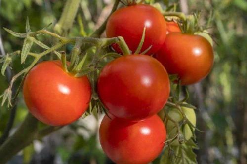 20 лучших сортов томатов. Лучшие сорта томатов для открытого грунта: фото, названия и описания (каталог)