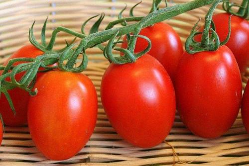 20 лучших сортов томатов. Лучшие сорта томатов для открытого грунта: фото, названия и описания (каталог)