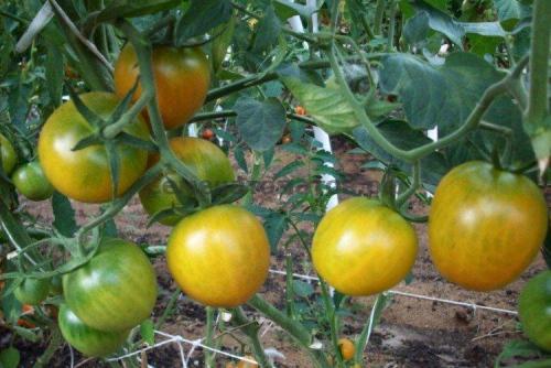 20 лучших сортов томатов. Лучшие сорта томатов для открытого грунта: фото, названия и описания (каталог)