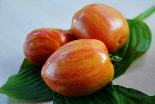 20 лучших сортов томатов. Лучшие сорта томатов для открытого грунта: фото, названия и описания (каталог)