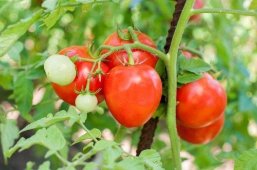 Ультраранние сорта низкорослых томатов. Низкорослые томаты: лучшие сорта с фото и названиями (каталог)