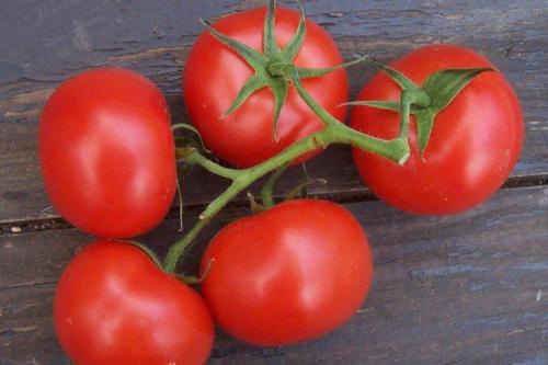 20 лучших сортов томатов. Лучшие сорта томатов для открытого грунта: фото, названия и описания (каталог)