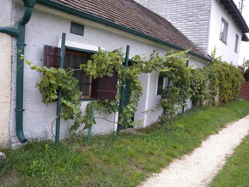 Уход за виноградом осенью в украине. Что нужно сделать с виноградом осенью?