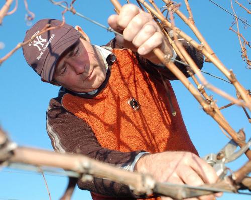Уход за виноградом осенью в украине. Что нужно сделать с виноградом осенью?