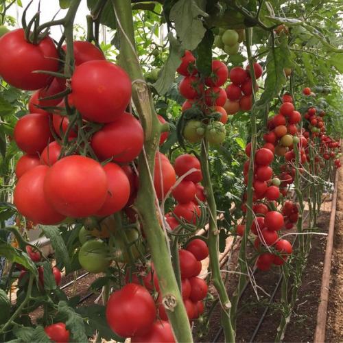 Засухоустойчивые сорта томатов для юга украины. Лучшие томаты для юга России жароустойчивые