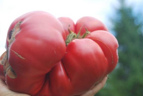 Засухоустойчивые сорта томатов для юга украины. Лучшие томаты для юга России жароустойчивые