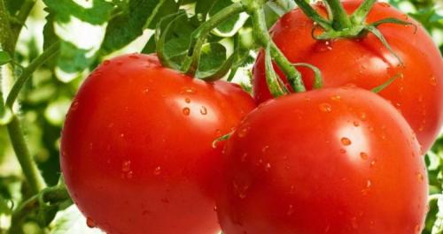 Томаты устойчивые к фитофторе для открытого грунта. 2 Среднеспелые сорта, устойчивые к заболеванию 08