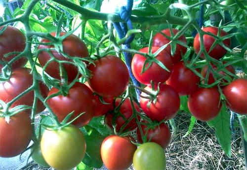 Томаты которые не боятся жару. Жароустойчивые сорта для открытого грунта