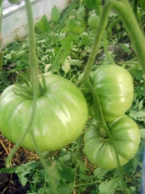 Сорта томатов для теплицы. Как выбрать сорт 17