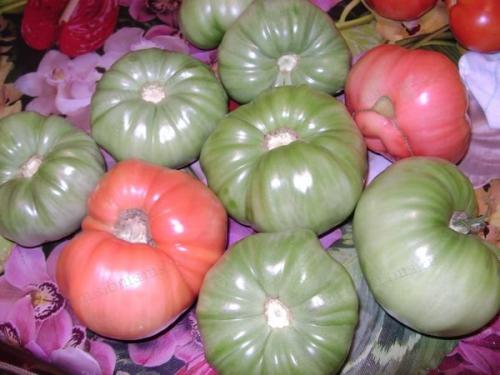 Сорта томатов для теплицы. Как выбрать сорт 15