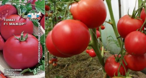 Самые высокоурожайные сорта томатов для теплиц. Самые вкусные томаты для теплицы и гибриды