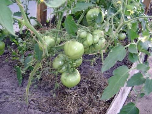 Сорта томатов для теплицы. Как выбрать сорт 19