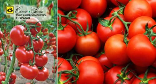 Самые высокоурожайные сорта томатов для теплиц. Самые вкусные томаты для теплицы и гибриды