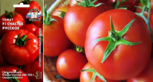 Самые высокоурожайные сорта томатов для теплиц. Самые вкусные томаты для теплицы и гибриды